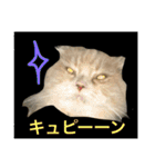 ぼくは、みかんと申します。（個別スタンプ：25）