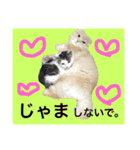 ぼくは、みかんと申します。（個別スタンプ：29）