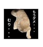 ぼくは、みかんと申します。（個別スタンプ：31）