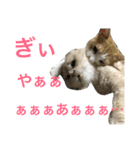 ぼくは、みかんと申します。（個別スタンプ：36）