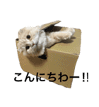 ぼくは、みかんと申します。（個別スタンプ：39）