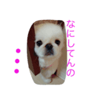 ペキニーズ くむちゃん 関西弁ver.（個別スタンプ：3）