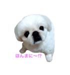 ペキニーズ くむちゃん 関西弁ver.（個別スタンプ：7）