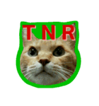 TNR（個別スタンプ：1）