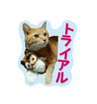 TNR（個別スタンプ：9）