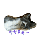 うちの猫娘たち☆（個別スタンプ：1）
