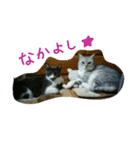 うちの猫娘たち☆（個別スタンプ：2）