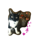 うちの猫娘たち☆（個別スタンプ：5）