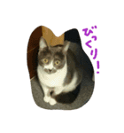 うちの猫娘たち☆（個別スタンプ：6）