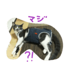 うちの猫娘たち☆（個別スタンプ：9）