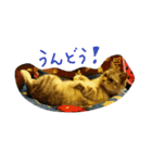 うちの猫娘たち☆（個別スタンプ：10）