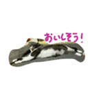 うちの猫娘たち☆（個別スタンプ：11）