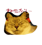 うちの猫娘たち☆（個別スタンプ：14）