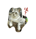 うちの猫娘たち☆（個別スタンプ：15）