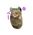うちの猫娘たち☆（個別スタンプ：16）