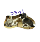 うちの猫娘たち☆（個別スタンプ：21）
