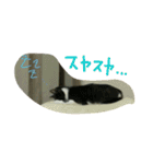 うちの猫娘たち☆（個別スタンプ：24）