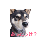 -KUROSIBA-（個別スタンプ：1）