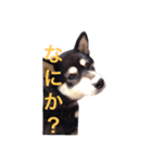 -KUROSIBA-（個別スタンプ：2）