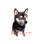 -KUROSIBA-（個別スタンプ：3）