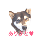 -KUROSIBA-（個別スタンプ：5）