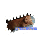 子猫のんびり日々（個別スタンプ：8）