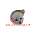 momen's diary（個別スタンプ：1）