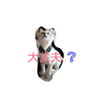 momen's diary（個別スタンプ：5）