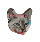momen's diary（個別スタンプ：10）