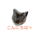 momen's diary（個別スタンプ：14）