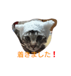 momen's diary（個別スタンプ：16）