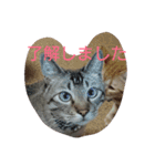 momen's diary（個別スタンプ：20）