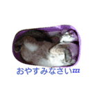 momen's diary（個別スタンプ：22）