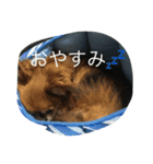 私の犬達の毎日（個別スタンプ：2）