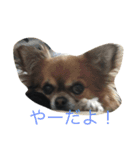 私の犬達の毎日（個別スタンプ：3）