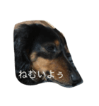私の犬達の毎日（個別スタンプ：4）