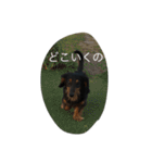 私の犬達の毎日（個別スタンプ：5）