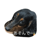 私の犬達の毎日（個別スタンプ：8）