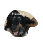 私の犬達の毎日（個別スタンプ：9）