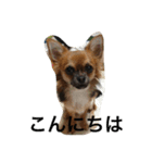 私の犬達の毎日（個別スタンプ：13）
