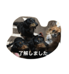 私の犬達の毎日（個別スタンプ：15）