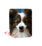 rikufamily（個別スタンプ：6）