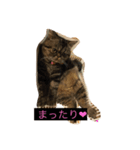 マル＆クゥー（個別スタンプ：1）