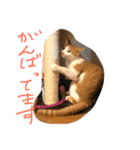 可愛い仔猫♡びすけちゃん（個別スタンプ：1）