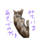 可愛い仔猫♡びすけちゃん（個別スタンプ：3）