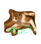可愛い仔猫♡びすけちゃん（個別スタンプ：4）