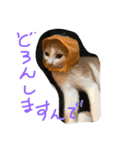 可愛い仔猫♡びすけちゃん（個別スタンプ：5）