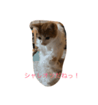 可愛い仔猫♡びすけちゃん（個別スタンプ：7）