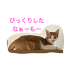 可愛い仔猫♡びすけちゃん（個別スタンプ：8）