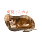 可愛い仔猫♡びすけちゃん（個別スタンプ：10）